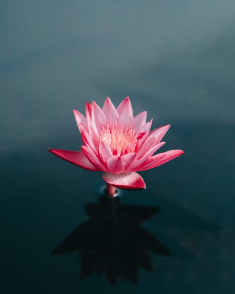 Lotus.